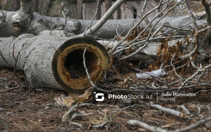 В Азербайджане незаконно вырублены деревья: природе нанесен ущерб на сумму более 13 000 манатов