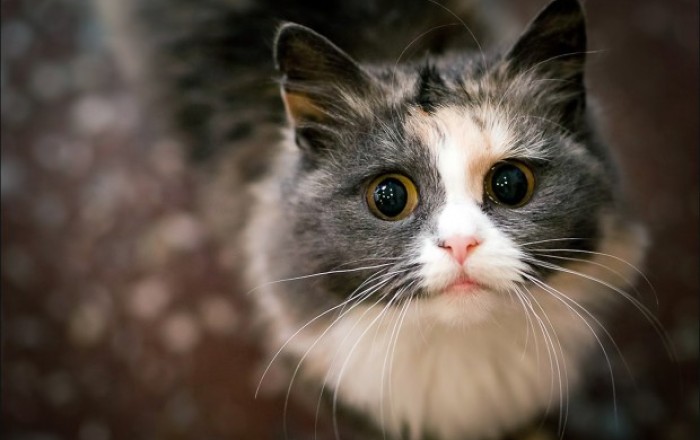Названа порода кошек, живущая дольше остальных