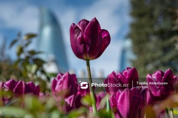 Прогноз погоды в Азербайджане на 11 мая