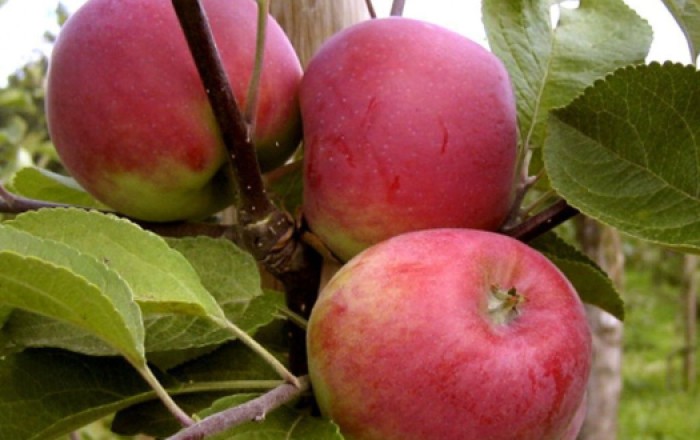 В России предложили нарастить импорт яблок из Азербайджана