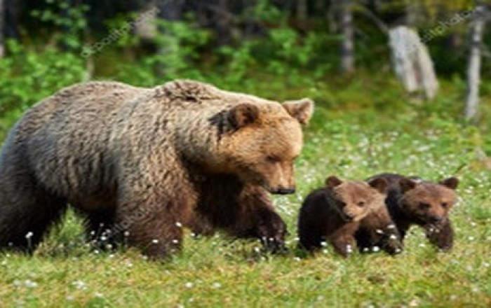 Göygöl meşəsində ayılar görüntüləndi - Video