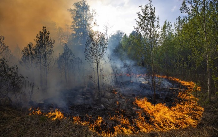Rusiyanın Rostov vilayətində meşə yanır