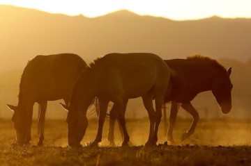Genome study shows how horses galloped into human history