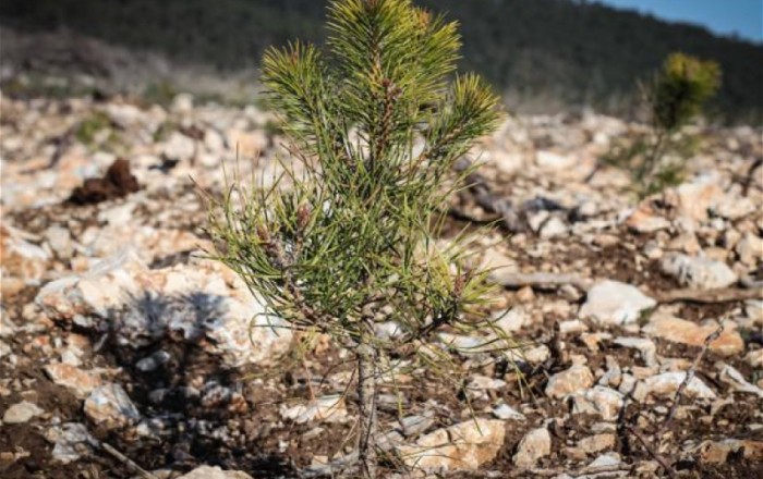 Турция отправила в Азербайджан 100 тыс. саженцев деревьев