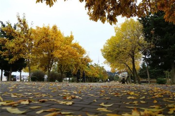 Погода на субботу: В Баку в основном без осадков