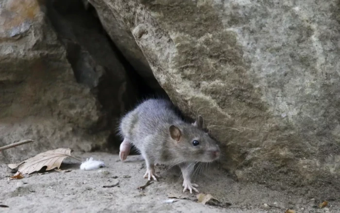 Washington leads rat infestation growth New Study Reveals