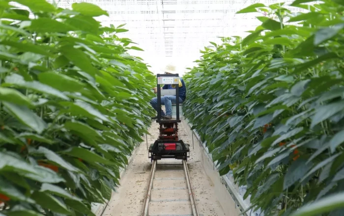 Harnessing AI to combat hunger: Bridging innovation and real-world needs