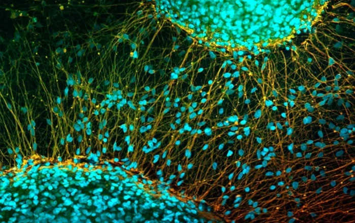 Japanese paralysed man stands again after groundbreaking stem cell treatment
