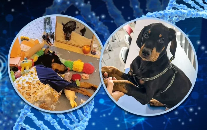Chinese woman brings back her dog with $22,000 pet clone