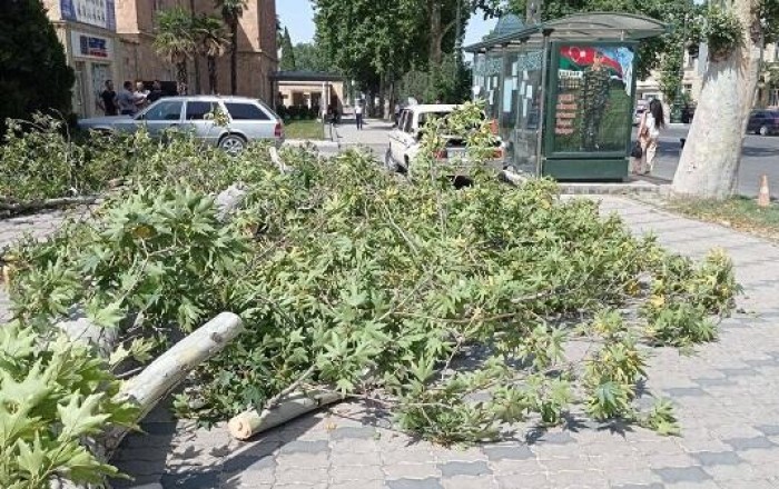Mingəçevirdə güclü külək 15-dən çox ağacı kökündən qopardı