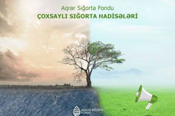 Hava şəraiti fermerlərə də ziyan vurub - 76 müraciət var