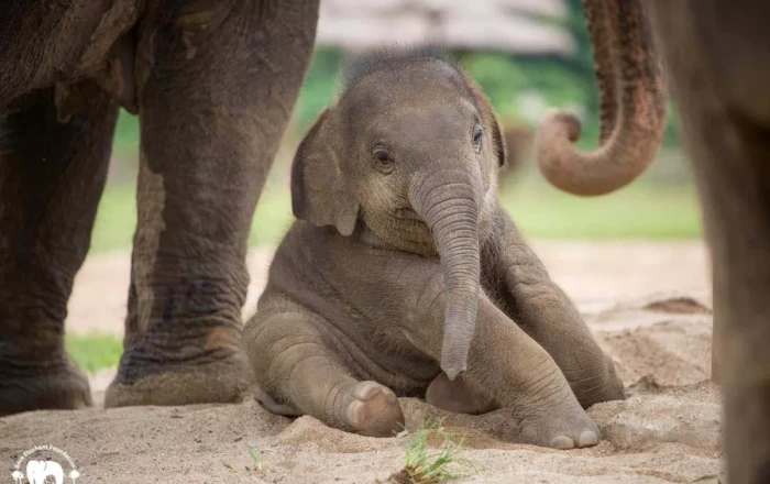 Bornean elephants: Small in size, big in struggle for survival