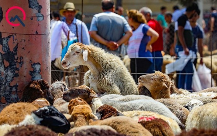 Qurbanlıq heyvanlar bu şərtlərlə kəsilməlidir