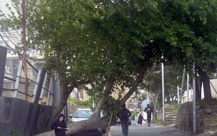 Bakıda insanları narazı salan ağac - Niyə maraqlanan yoxdur? -
