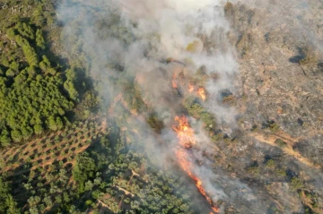 Wildfire breaks out in Türkiye’s Antalya, damages orchards PHOTO