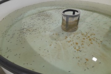 Fish production in Tajikistan taking nosedive