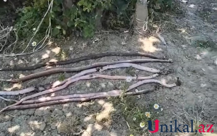 "İlanlar evləri basıb, Lerik Rayon İcra Hakimiyyəti tədbir görmür" -