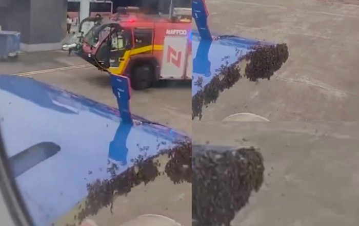 Hindistanda arı sürüsü təyyarəni zəbt etdi, uçuş ləngidi -