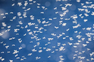 Mediterranean bacteria may harbor new mosquito solution