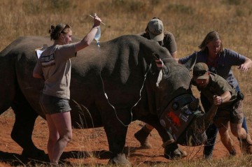 Rhino horns turned radioactive to fight poachers in South Africa