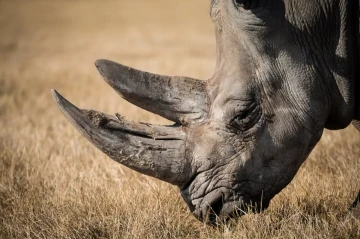 How wildlife conservatists combat poaching by injecting radioactive material into rhino horns