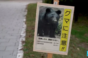 Bears kill 13, injure over 100 in Japan’s worst wave of attacks PHOTO