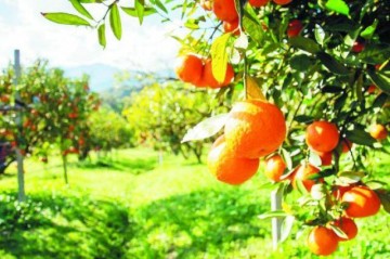 İrandan gələn portağallar rənglənir? –