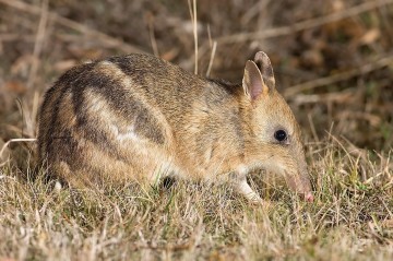 «Красный список» IUCN в 2025 году пополнился шестью вымершими видами