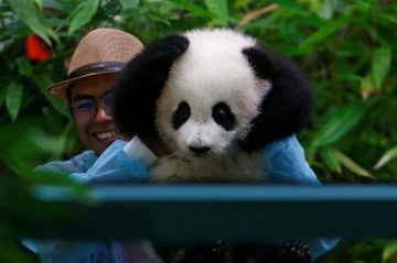 Twin pandas will leave Tokyo Zoo leaving Japan without panda