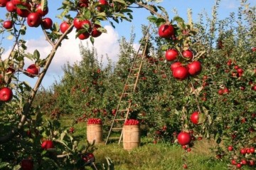 Azərbaycan alması 65 milyon dollara satıldı