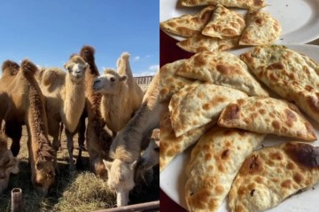 "Dəvə qutabı" adı ilə müştərilər aldadılır