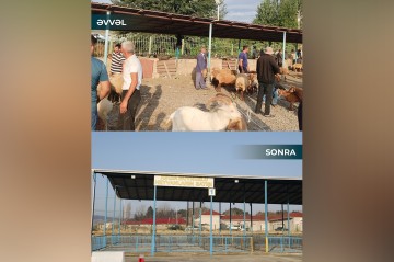 Şamaxı və Göyçay heyvan satışı bazarları açıldı - Fotolar