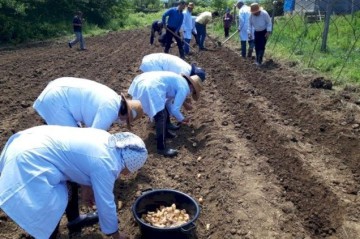 Azərbaycanda yetişən bu bitki qızılı geridə qoyur... -
