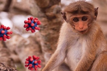 “Meymunçiçəyi” QAPIDA – Azərbaycanda bu virusa  var? -