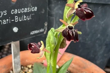 Azerbaijani Khari-Bulbul flower blooms at Madrid’s Royal Botanical Garden PHOTO