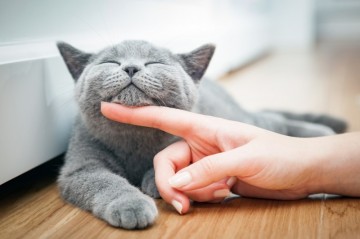 Ученые объяснили, почему полезно гладить кота на ночь