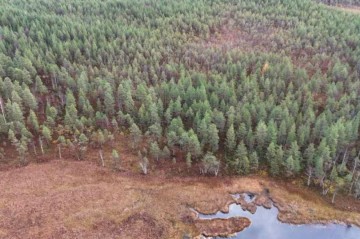 Finlandiyada su hövzələrini qorumaq üçün təbii üsul tətbiq edilir