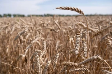 Markets eye 2026 wheat amid forecasted global production drop