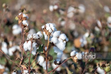 Azerbaijan sees surge in cotton exports and imports in Feb. 2026