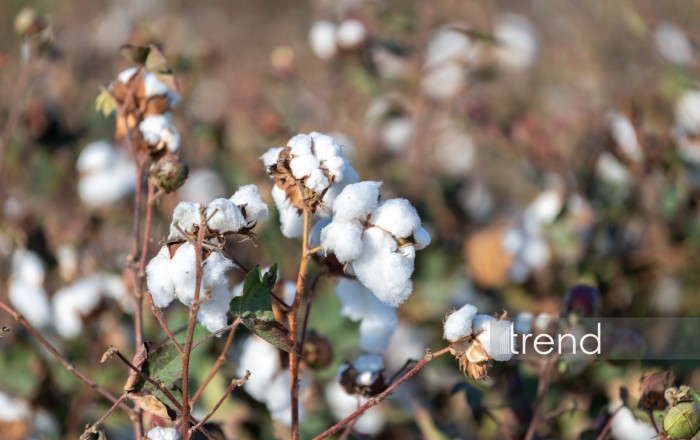 Azerbaijan sees surge in cotton exports and imports in Feb. 2026
