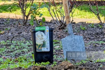 Azerbaijani embassy in Washington plants white rose of peace to mark Nowruz PHOTO