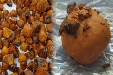 İnəkdən çıxan xəzinə: Tapan varlanır, qiyməti qızılı ikiqat üstələyir
