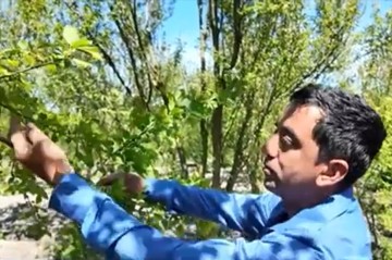 Bu il bazarlarda alça tapılmayacaq? - Video