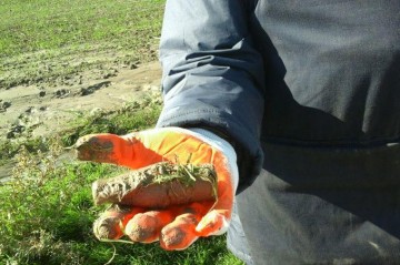 Azerbaijan clears over 2,000 hectares of land of mines