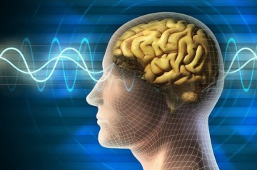 How brain switches between thinking and perceiving?