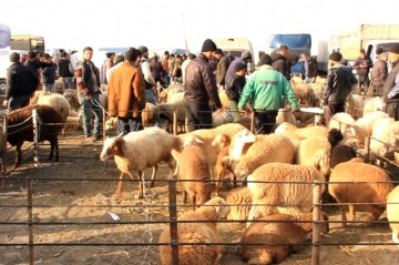 “Sırğa”sı olmayan heyvanlar bazara buraxılmayacaq -