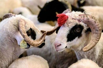 Qurbanlıq heyvan bazarında son vəziyyət: Qiymətlər nə qədər artıb? - Video