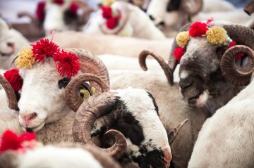 Qurban ətini nə qədər saxlamaq olar?