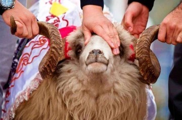 Borcla heyvan almaq olar? - Maddi imkan yoxdursa...