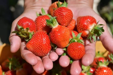 Armenia halts strawberry shipments to Russia after phytosanitary findings